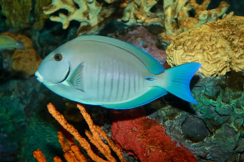 Doctorfish Tang - qm