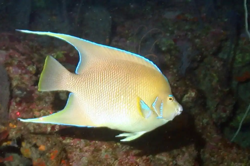 Blue Juvenile Angel - qm