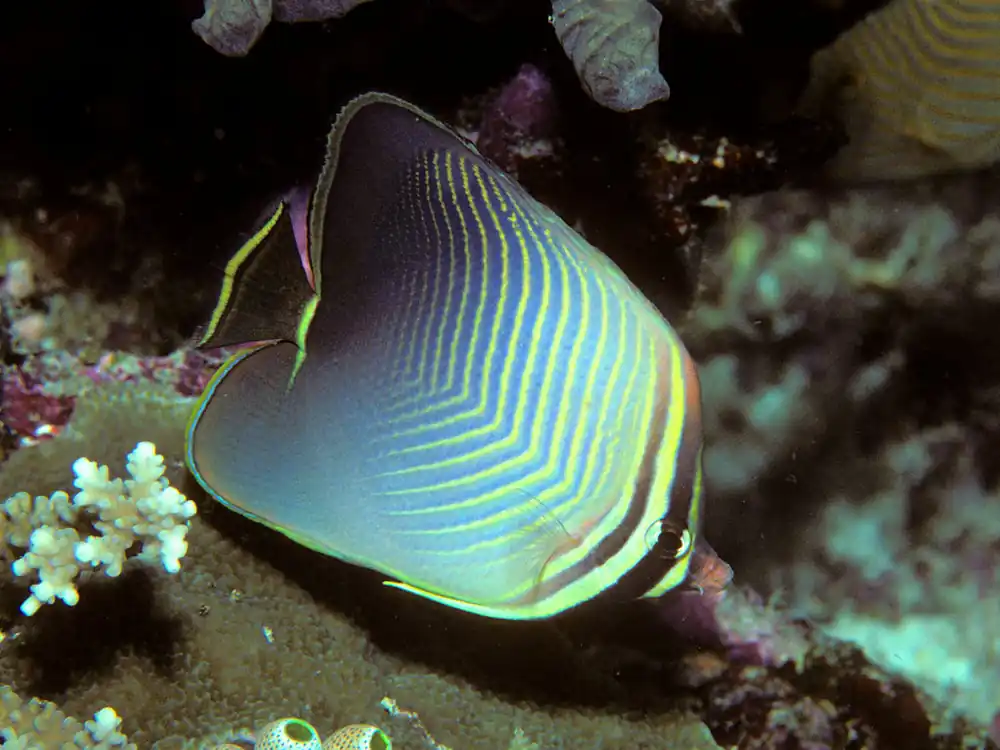 Triangle Butterfly - qm