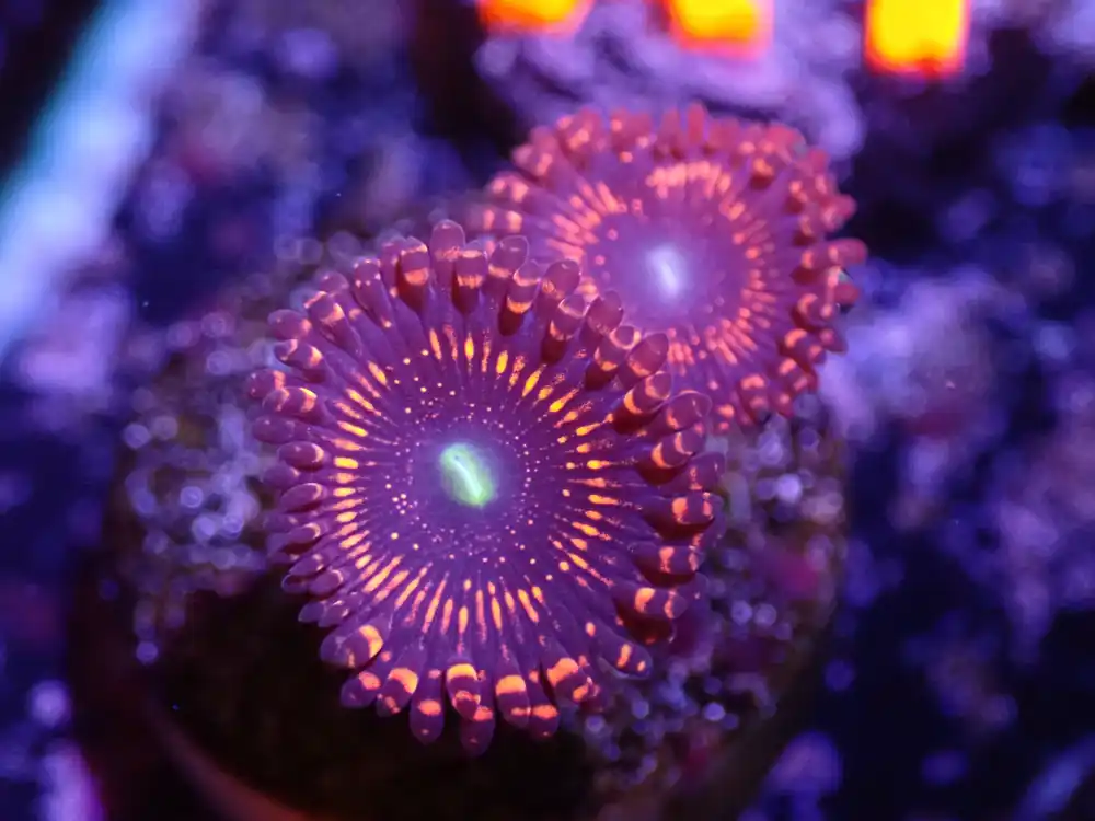 A2 04/22 Illuminati Zoas - Corals Coral Live