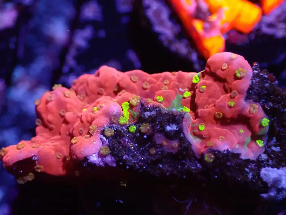 A3 04/22 Starfire Grafted Monti - Corals Coral Live