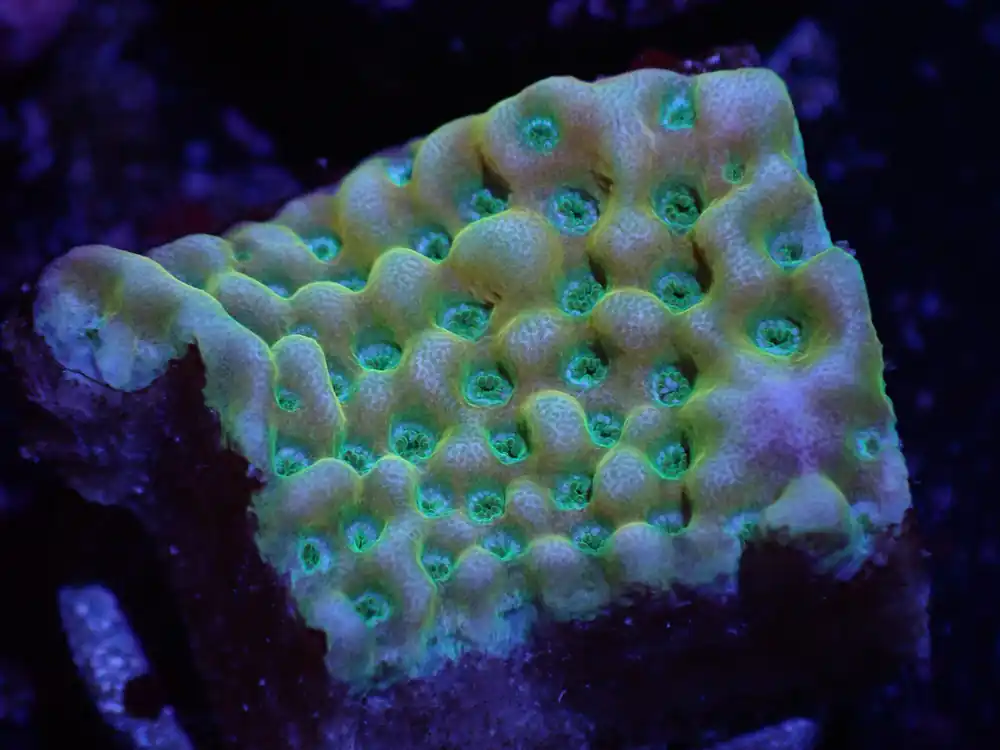 A4 04/22 Yellow Pheonix Monti - Corals Coral Live