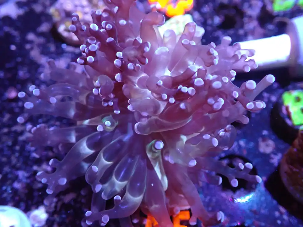 A5 04/22 Purple Frogspawn - Corals Coral Live