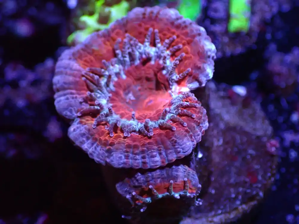 B2 04/22 Red And Blue Acan - Corals Coral Live
