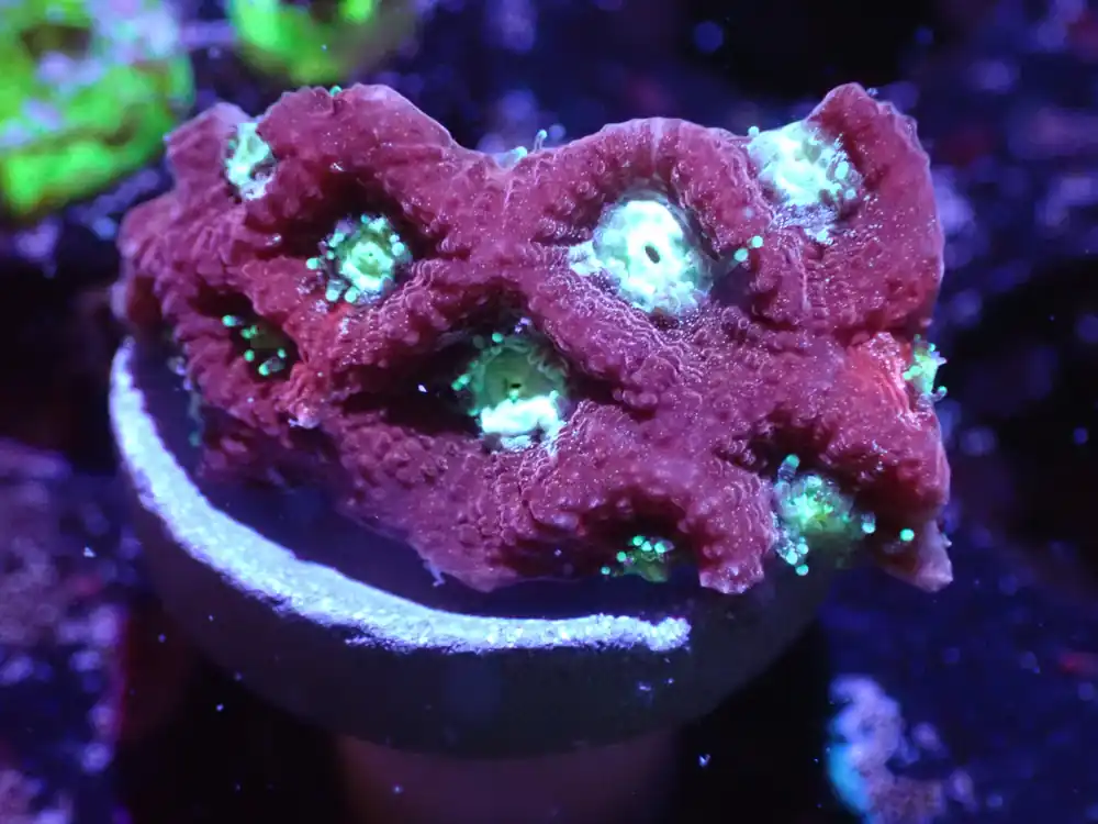 B4 04/22 Zombie Favite - Corals Coral Live
