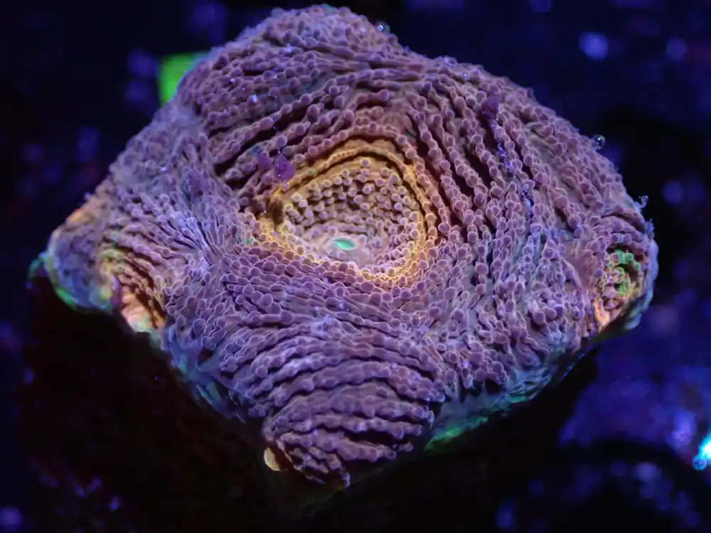 B5 04/22 Orange Eye Echinata - Corals Coral Live