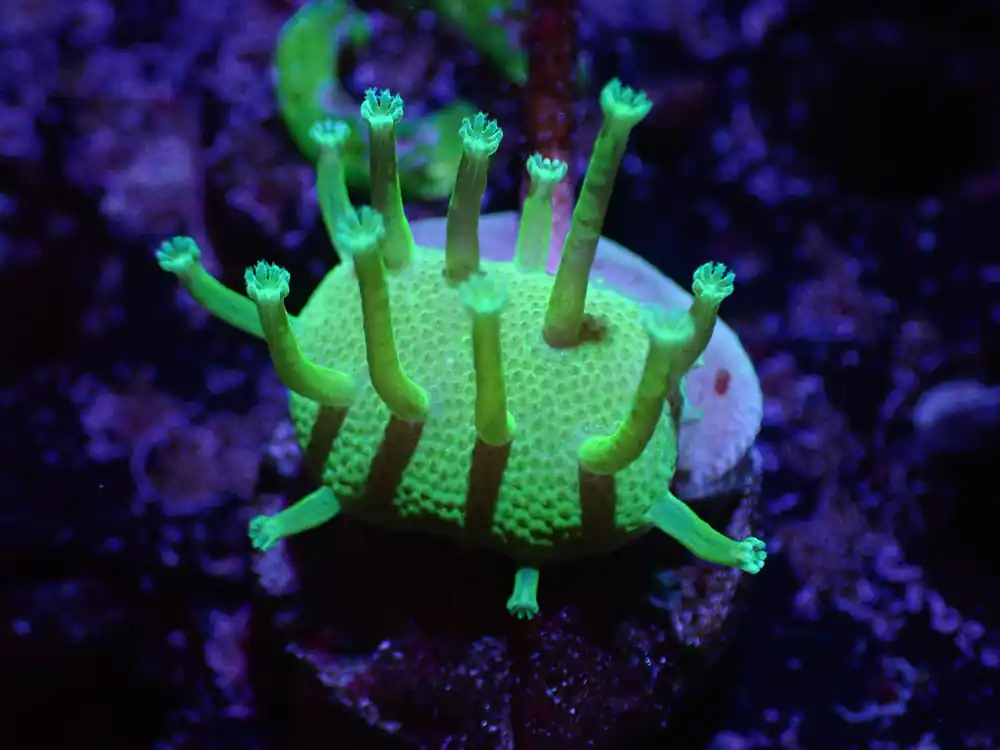 C2 04/22 Japanese Neon Green Toadstool - Corals Coral Live