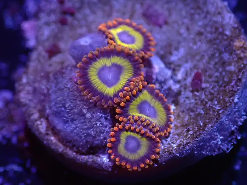 D2 04/22 Froot Loop Zoas - Corals Coral Live