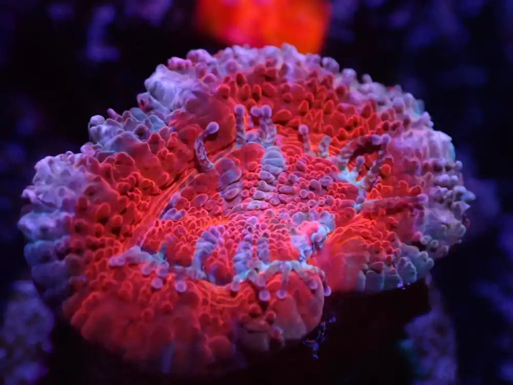 D3 04/22 Pink And Red Acan - Corals Coral Live