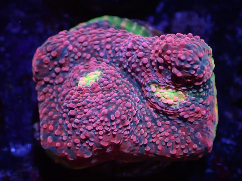 D5 04/22 Watermelon Chalice - Corals Coral Live