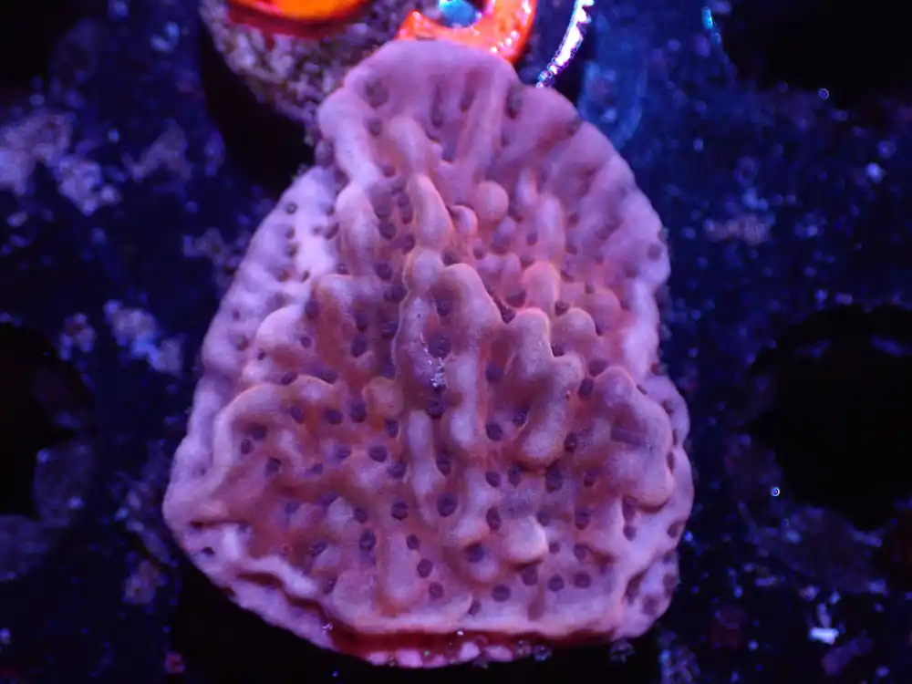 D6 04/22 CB Flaming Pheonix Monti - Corals Coral Live