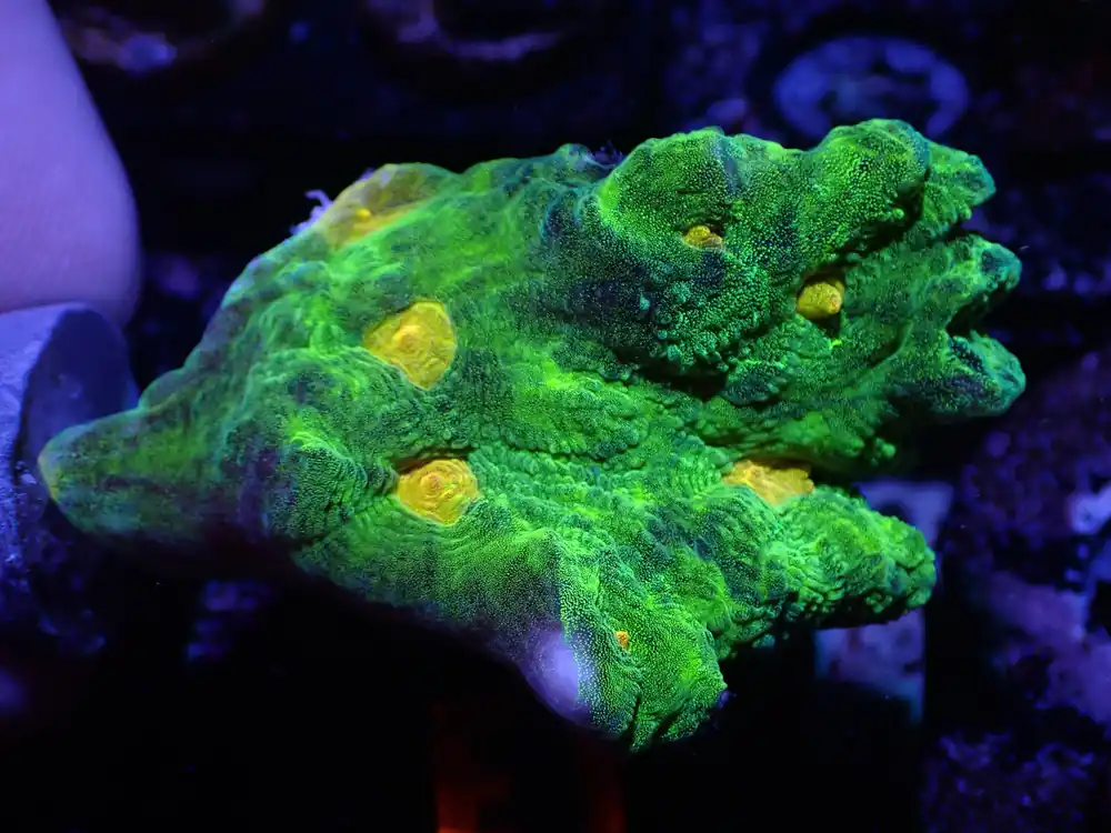 E1 04/22 Space Invader Pectinia - Corals Coral Live