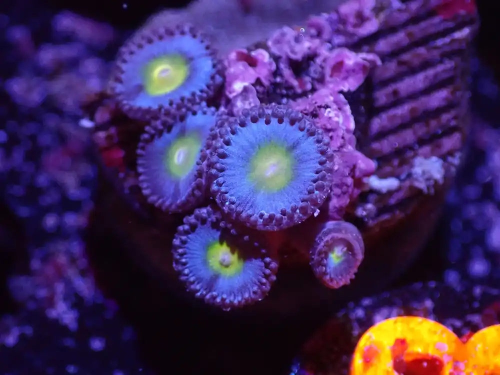 E3 04/22 AOI Zoas - Corals Coral Live