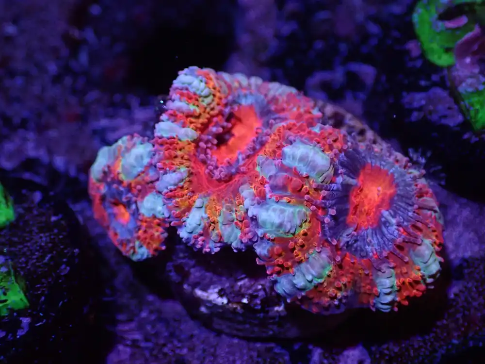 F2 04/22 Feliz Navidad Acan - Corals Coral Live