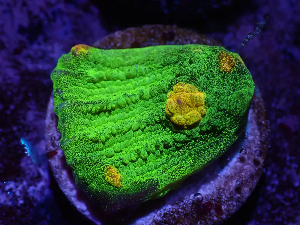 F4 04/22 Space Invader Chalice - Corals Coral Live