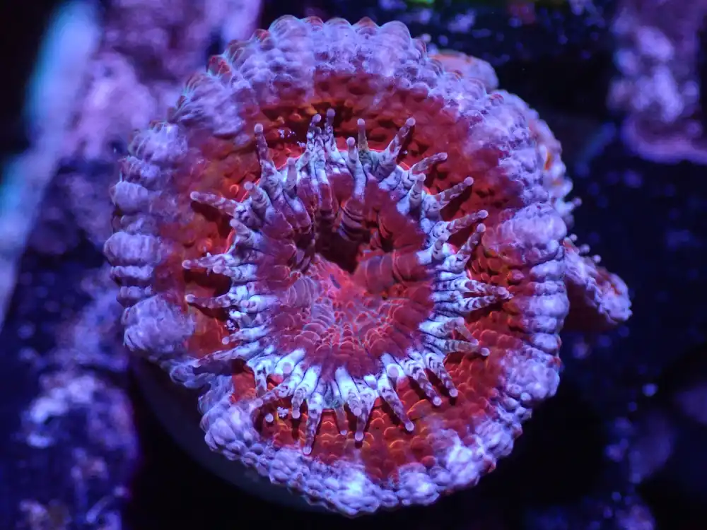 F5 04/22 Red And Blue Acan. - Corals Coral Live