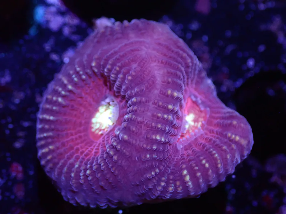 F6 04/22 Cupid Favia. - Corals Coral Live