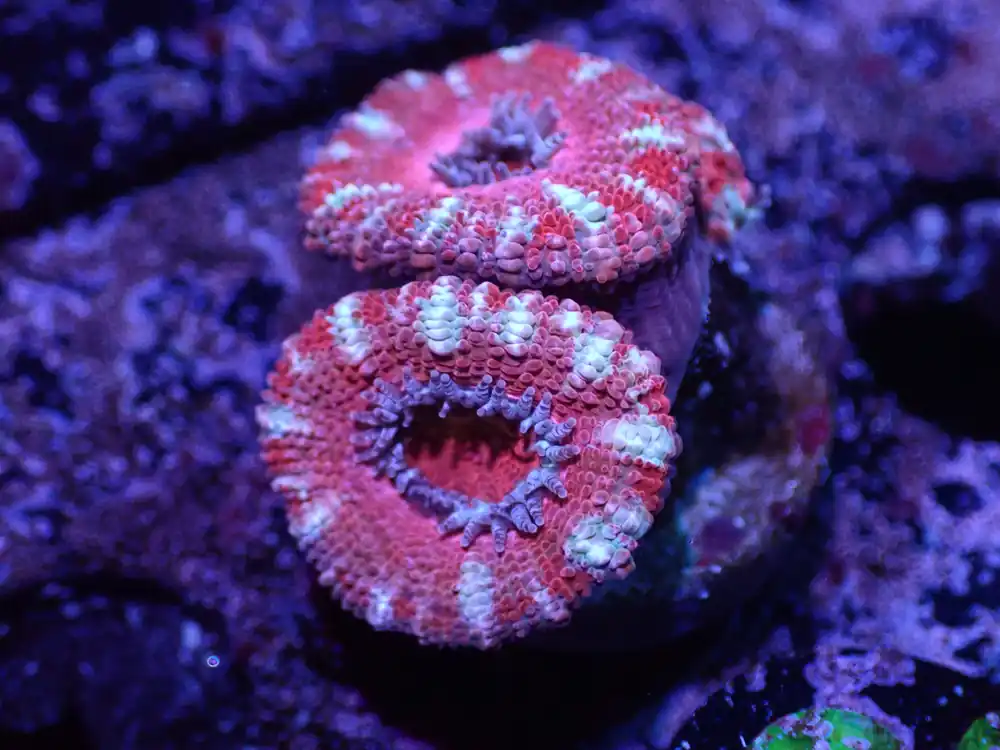 G1 04/22 Red And White Stripe Acan - Corals Coral Live