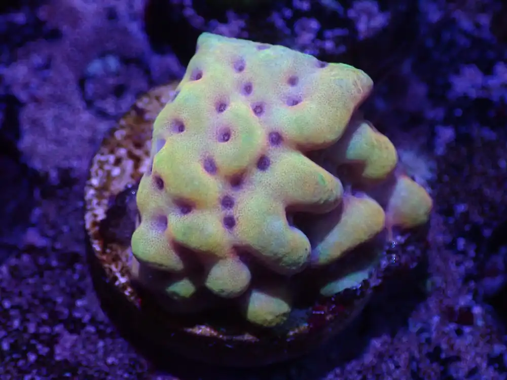 G3 04/22 Crazy T Monti - Corals Coral Live