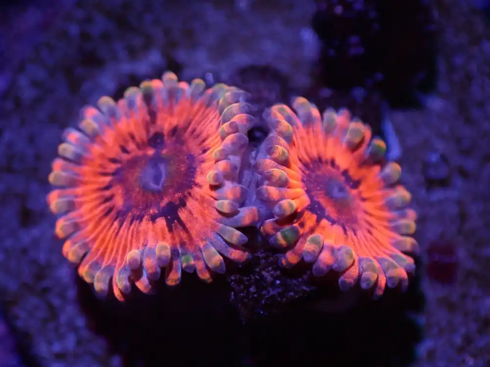 G4 04/22 KO Nightmare Zoa - Corals Coral Live
