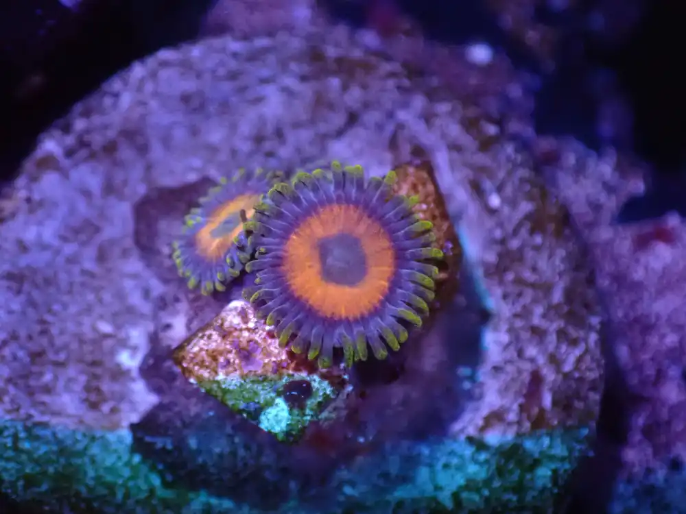 G5 04/22 Baboon Booty Zoas - Corals Coral Live