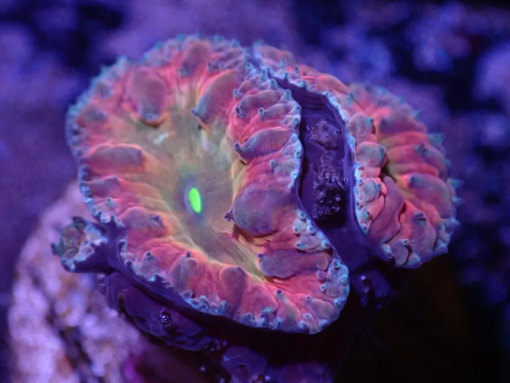 H1 04/22 Titty Twister Blasto - Corals Coral Live