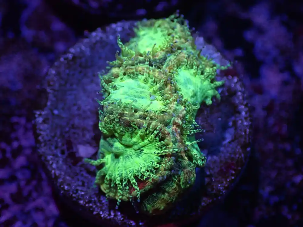 H4 04/22 Neon Nunchuck Favia - Corals Coral Live