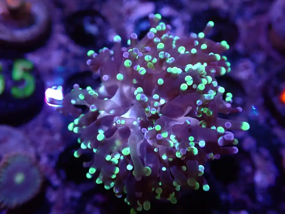 H6 04/22 Green Frogspawn - Corals Coral Live
