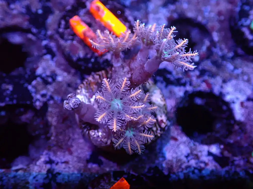 I2 04/22 Christmas Cloves - Corals Coral Live