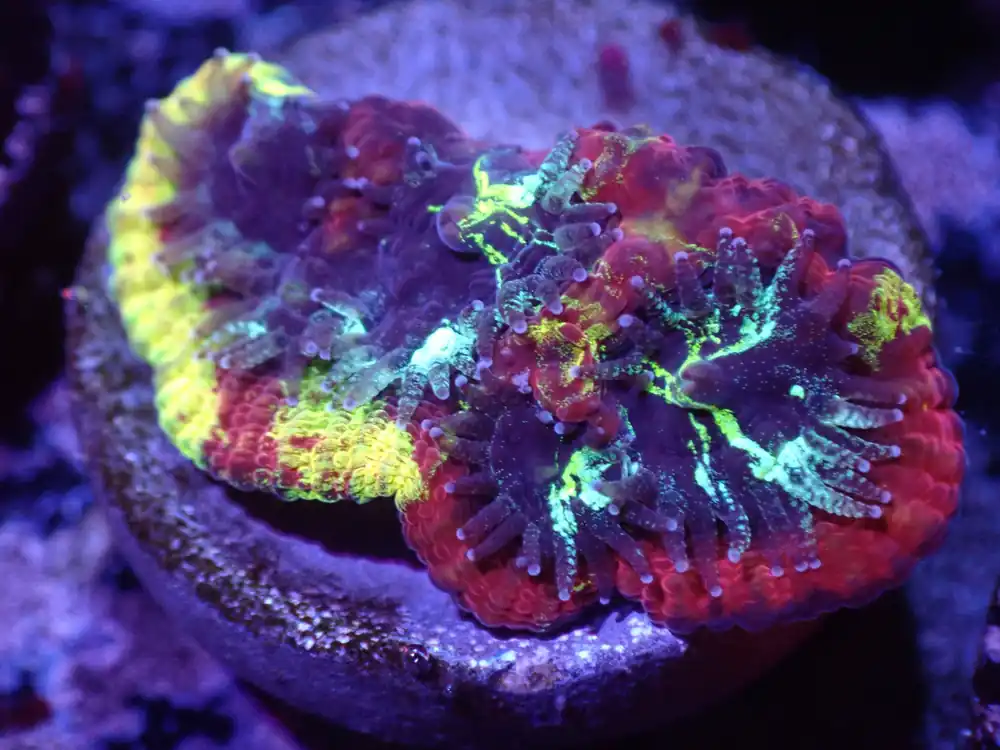 I3 04/22 Captain Marvel Favia - Corals Coral Live