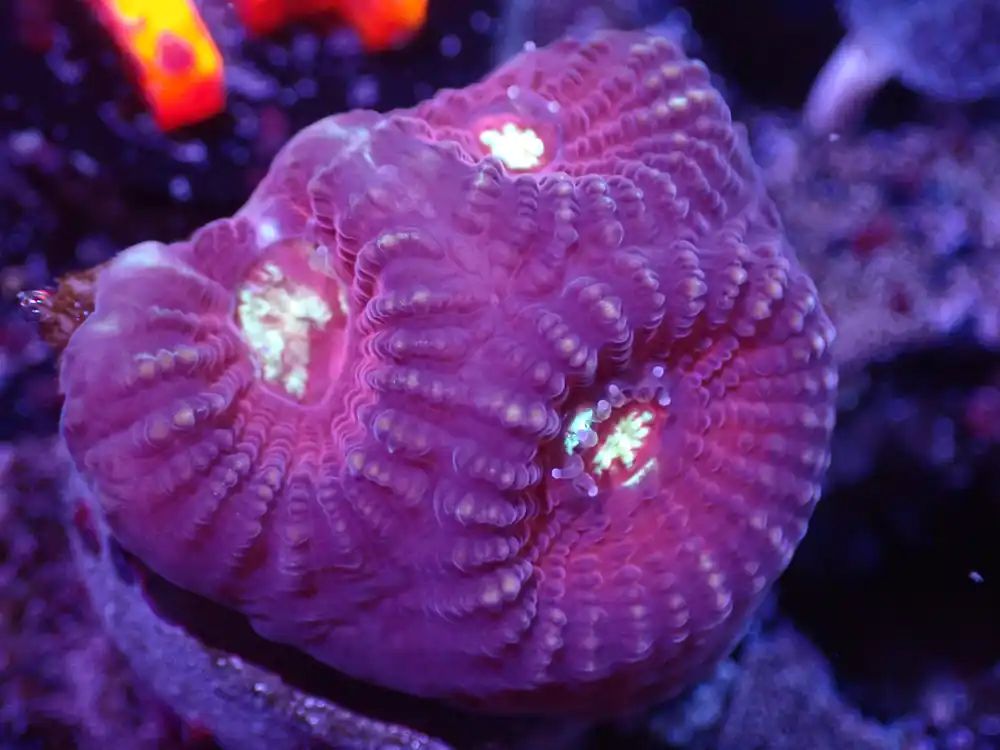 I5 04/22 Cupid Favia. - Corals Coral Live