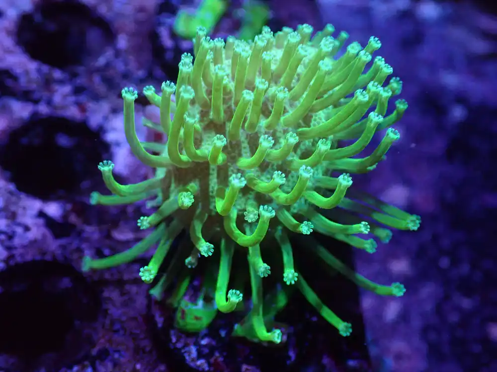 J2 04/22 Japanese Neon Green Toadstool - Corals Coral Live