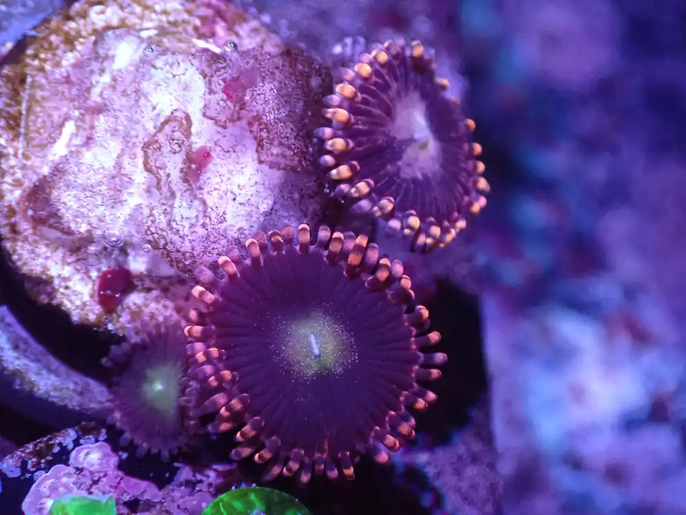 J3 04/22 Moonbeam Zoas - Corals Coral Live
