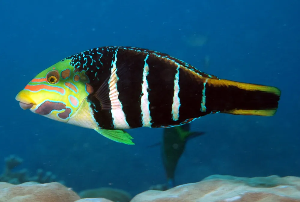 Banded Wrasse - qm