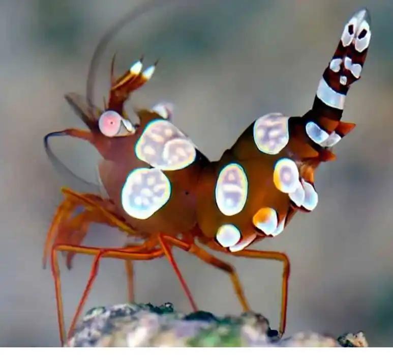 Sexy Dancer Shrimp - Coral's Coral