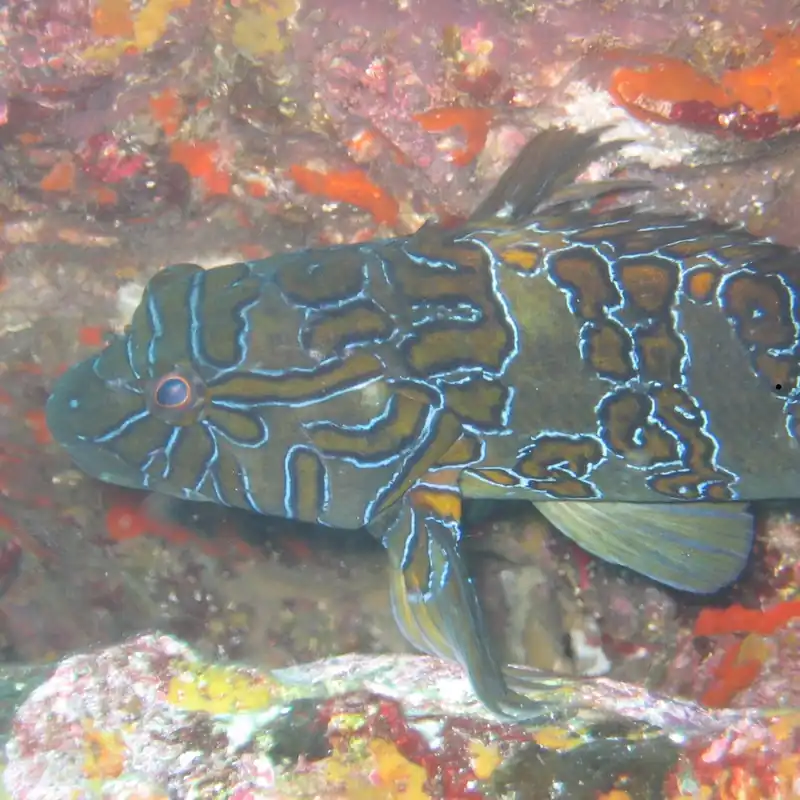 Giant Hawkfish - qm