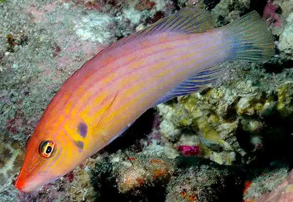 Eight Line Wrasse MAC Certified - qm