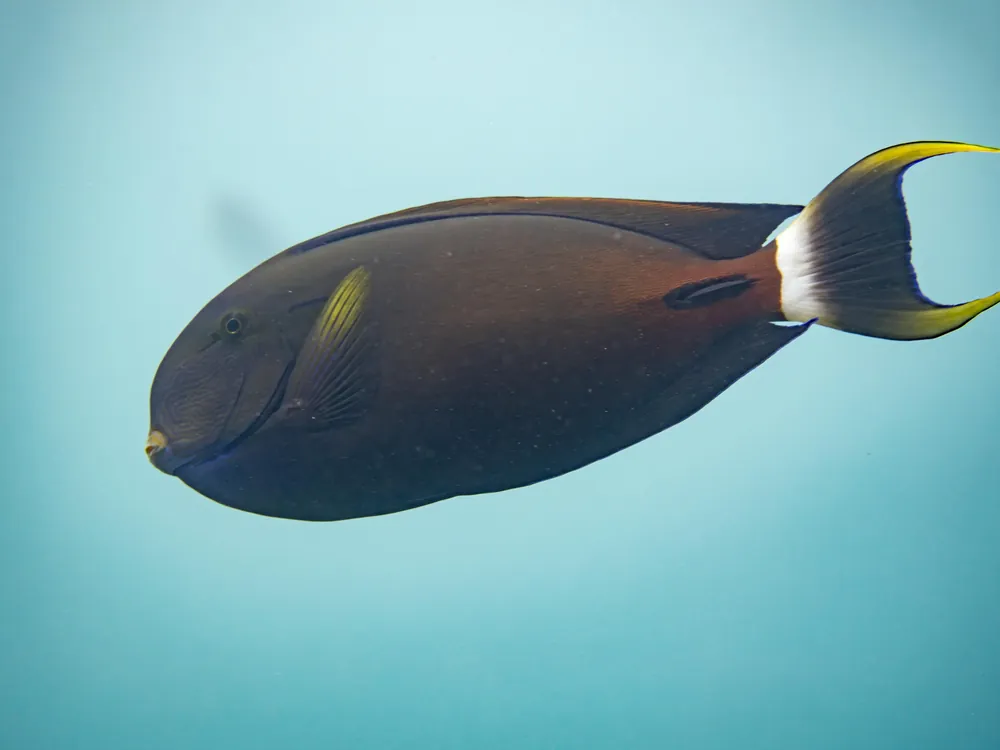 Fowler's Surgeonfish Tang - qm