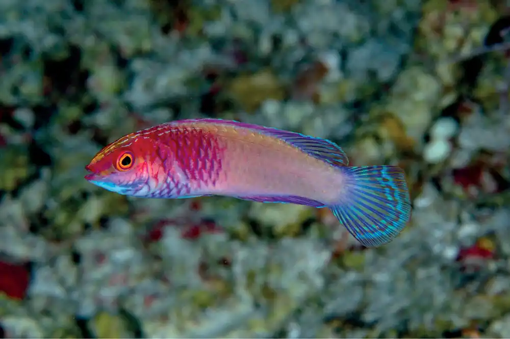 Red Velvet Male Fairy Wrasse - qm