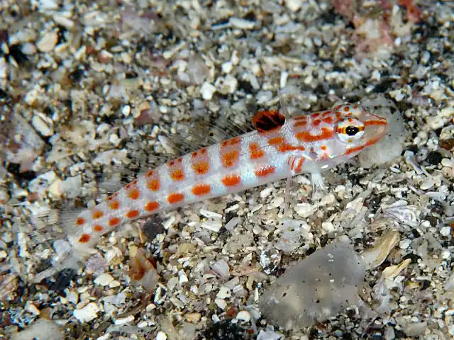 Redspotted Sandperch Blenny - qm