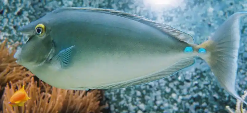 Unicorn Juvenile Tang - qm