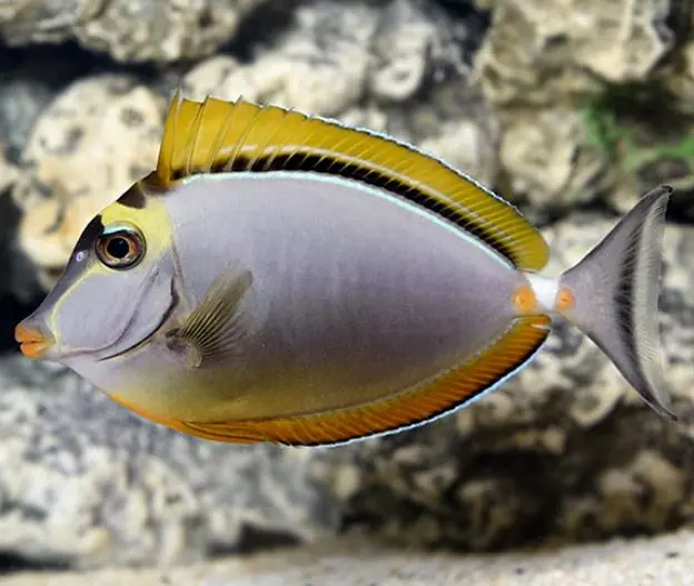 Blonde Naso Tang - Coral's Coral