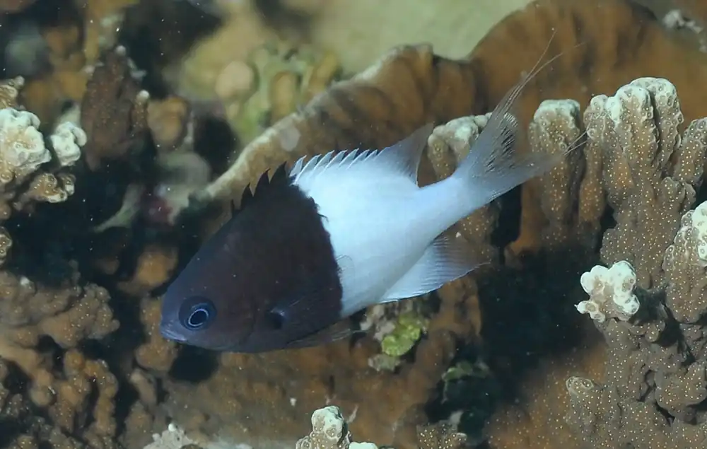 Half & Half Chromis Damsel MAC Certified - qm