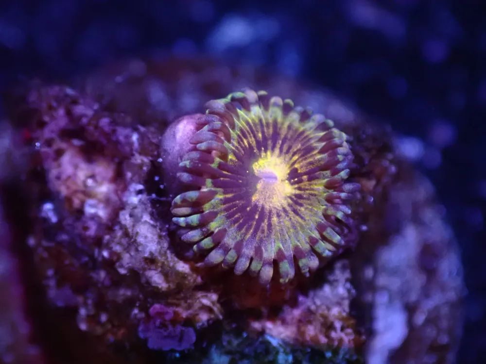 B1 Grim Reaper Zoa 5/6 - Coral's Coral Live