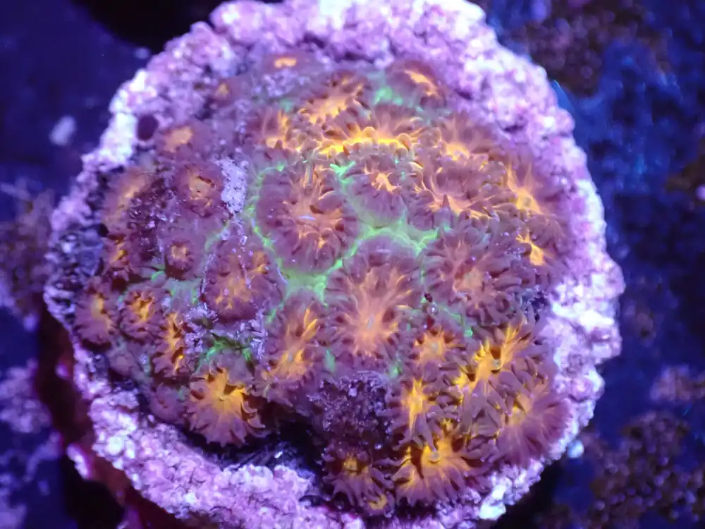 C4 John Deer Leptastrea 5/6 - Coral's Coral Live