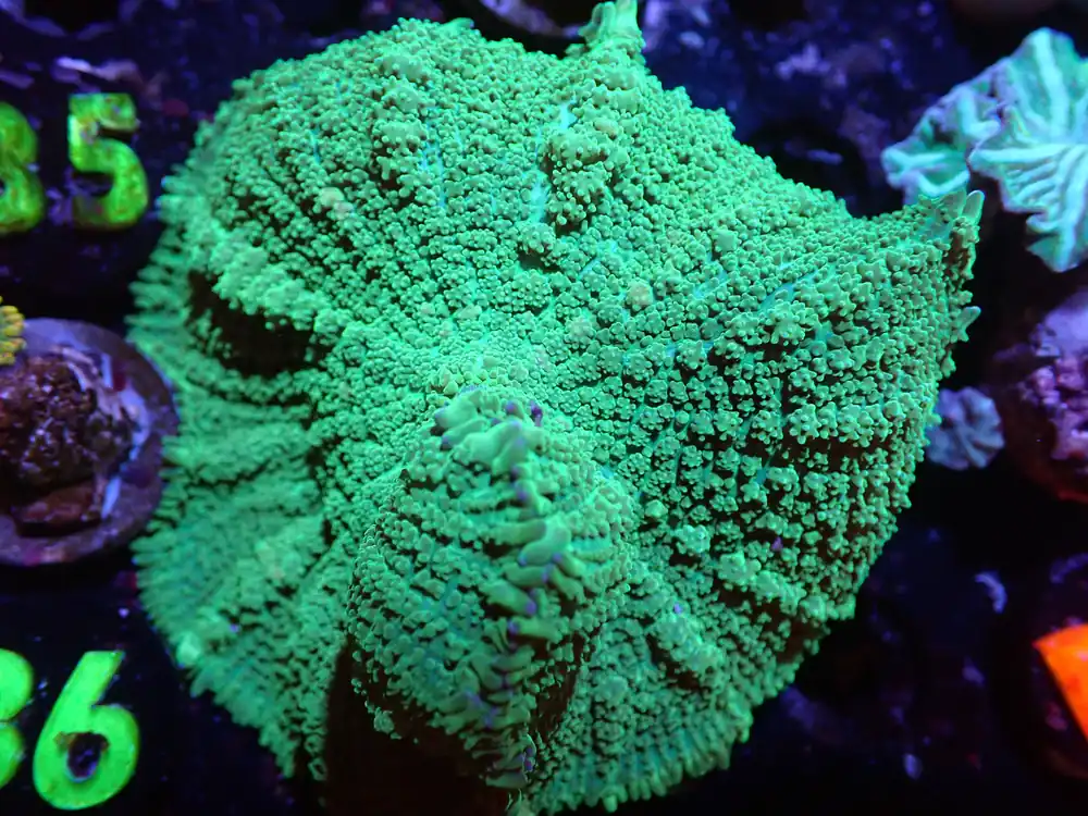 C6 XL Bouncing Green Rhodactis Mushroom 5/6 - Coral's Coral Live