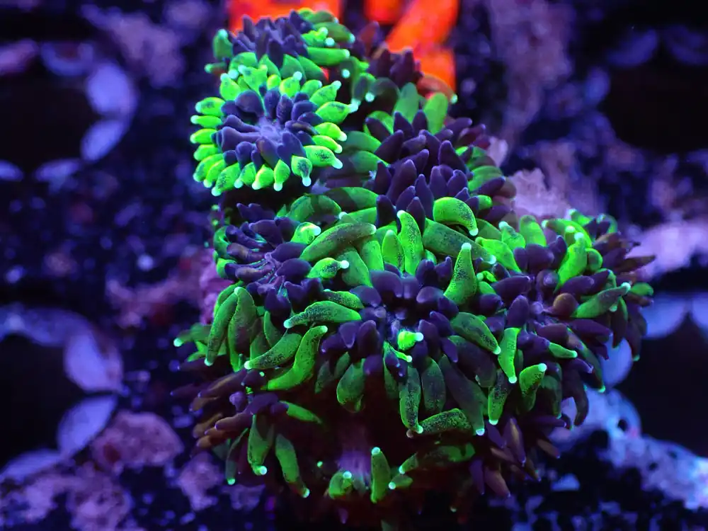 H3 Sonic the Hedgehog Galaxia 5/6 - Coral's Coral Live