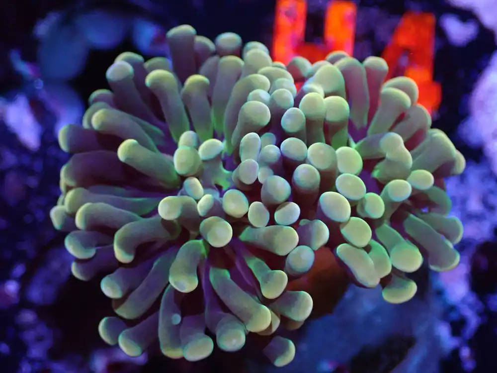 H5 Gold Hammer 2 Head 5/6 - Coral's Coral Live