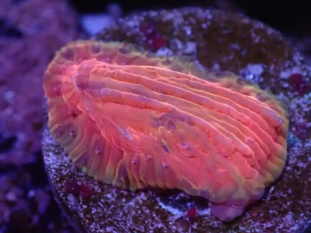 I1 Coralscoral.com Rainbow Dreamsicle Diaseris 5/6 - Coral's Coral Live