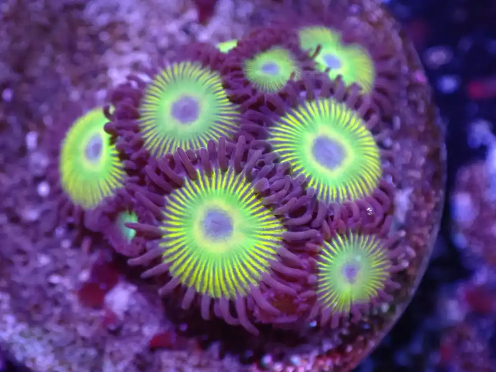 I6 Sunbeam Zoas 5/6 - Coral's Coral Live